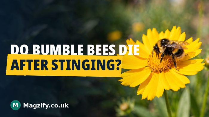 do bumble bees die after stinging