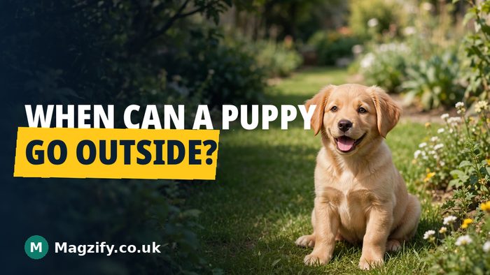 when can a puppy go outside