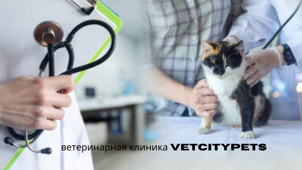 ветеринарная клиника vetcitypets