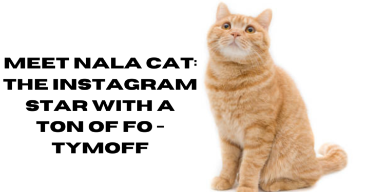 meet nala cat: the instagram star with a ton of fo - tymoff