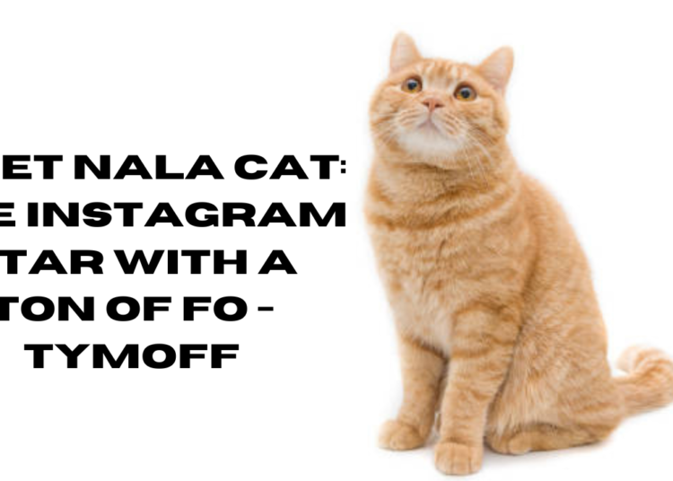 meet nala cat: the instagram star with a ton of fo - tymoff