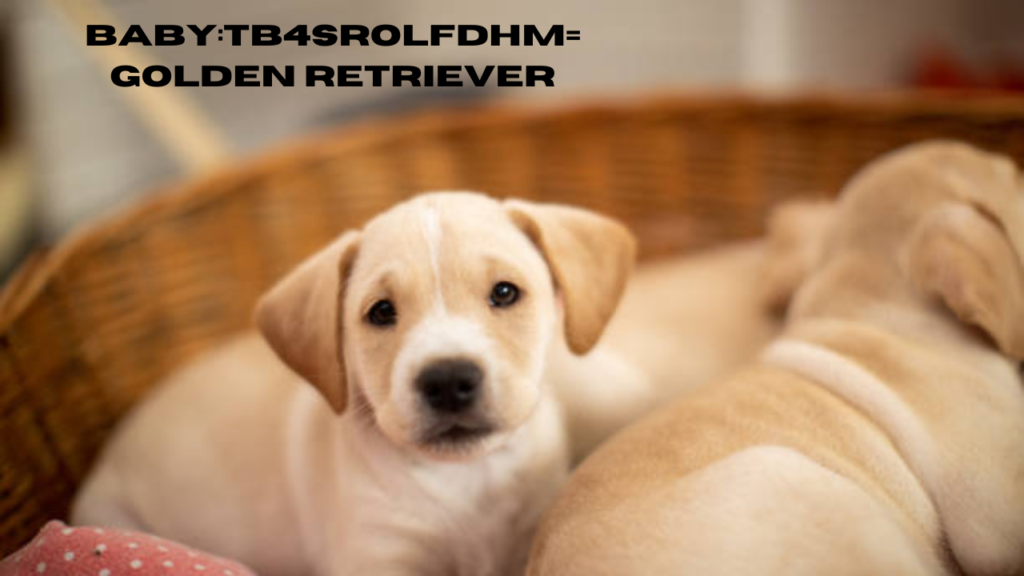 baby:tb4srolfdhm= golden retriever