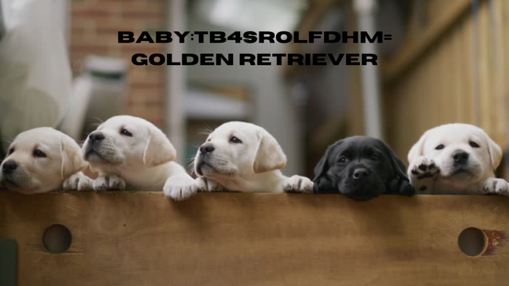 baby:tb4srolfdhm= golden retriever