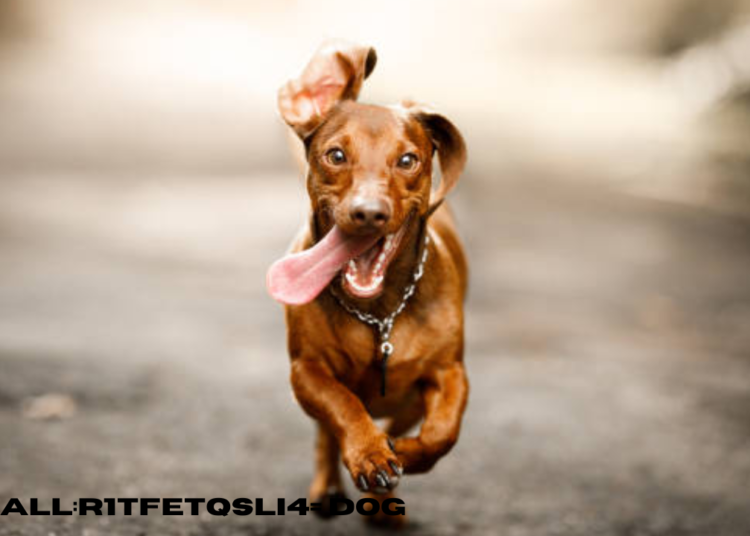 small:r1tfetqsli4= dog