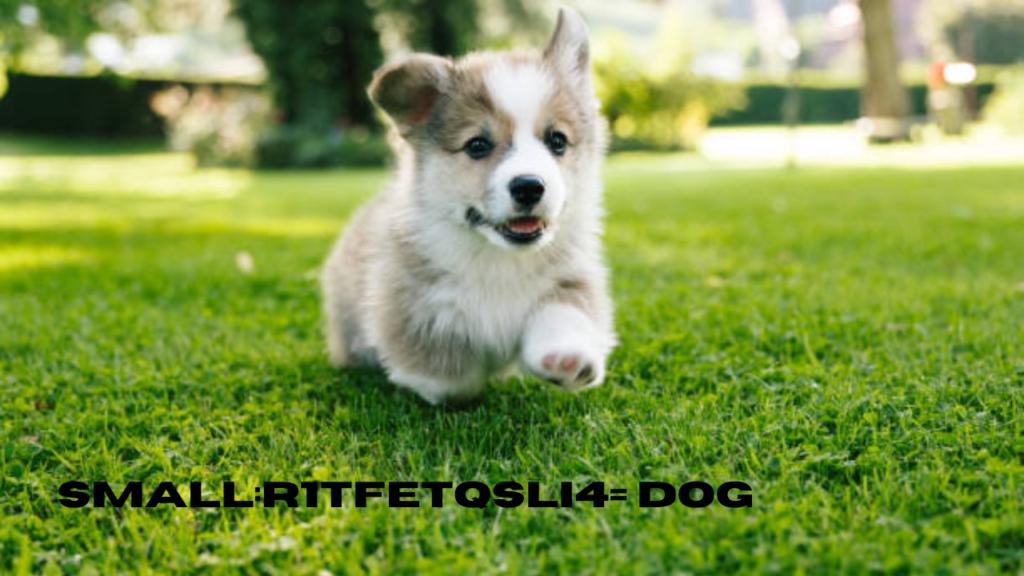 small:r1tfetqsli4= dog