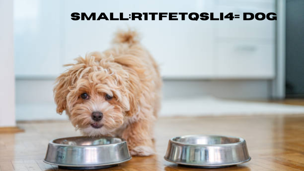 small:r1tfetqsli4= dog