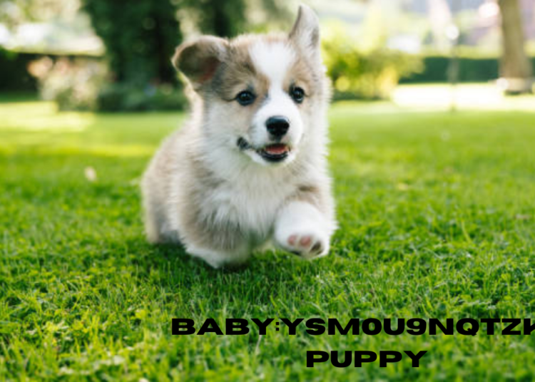 baby:ysm0u9nqtzk= puppy