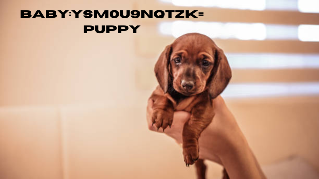 baby:ysm0u9nqtzk= puppy