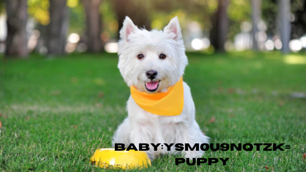 baby:ysm0u9nqtzk= puppy