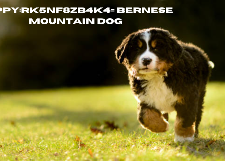 puppy:rk5nf8zb4k4= bernese mountain dog