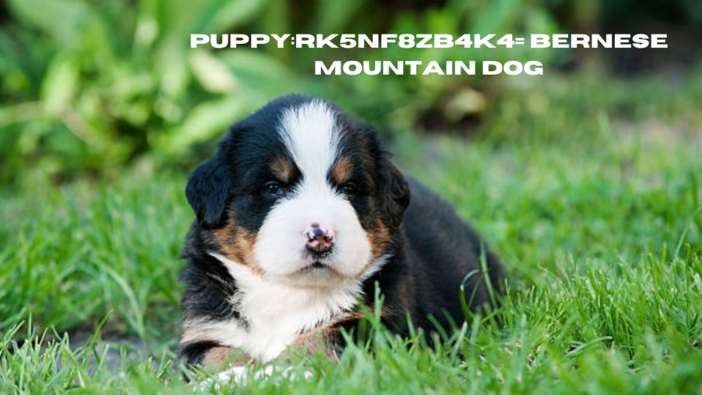 puppy:rk5nf8zb4k4= bernese mountain dog