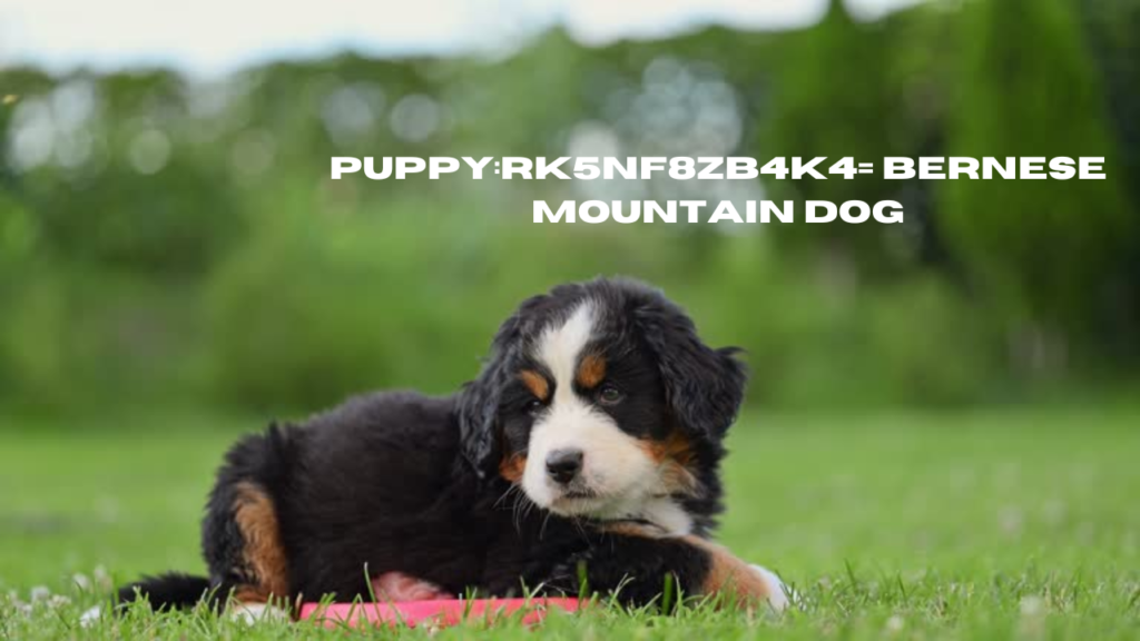 puppy:rk5nf8zb4k4= bernese mountain dog